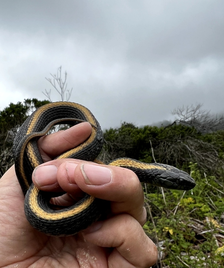 Santa Cruz Garter Snake